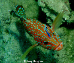 Grouper with a Friend by Loay Rayyan 